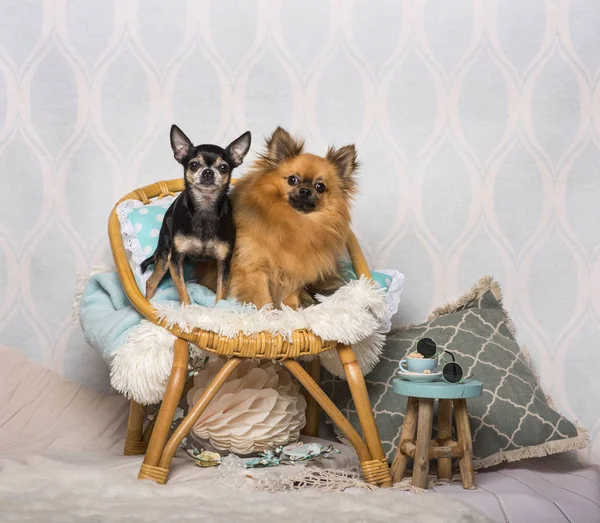 Chihuahua Honden Zittend Een Stoel Zitten Stoel Studio Portret — Stockfoto