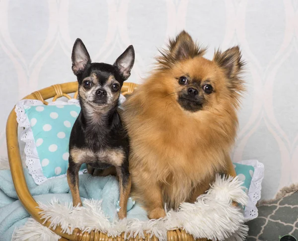 Chihuahua Hond Zit Stoel Studio Portret — Stockfoto