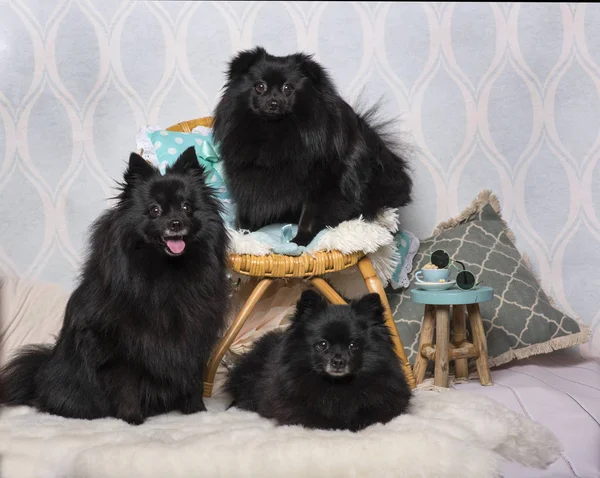 Black German Spitz Dogs Sitting Chair Studio Portrait — Stock Photo, Image