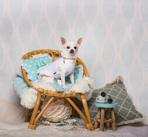 Chihuahua Pies Siedzi Krześle Studio Portret — Zdjęcie stockowe