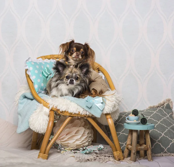 Chihuahua Honden Zitten Stoel Studio Portret — Stockfoto