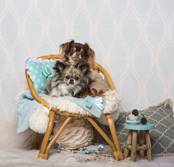 Chihuahua dogs sitting on chair in studio, portrait