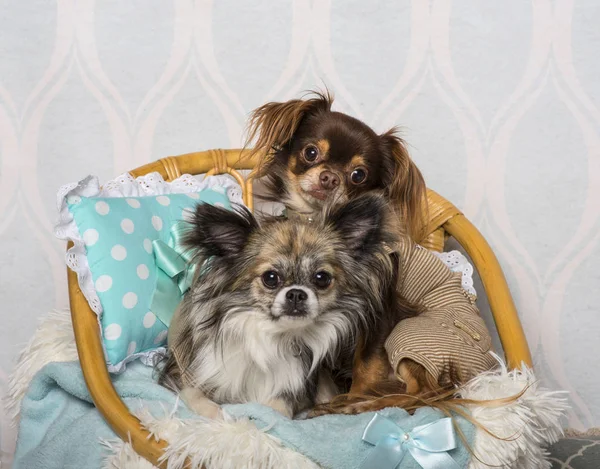 Chihuahua Hund Auf Stuhl Atelier Portrait — Stockfoto