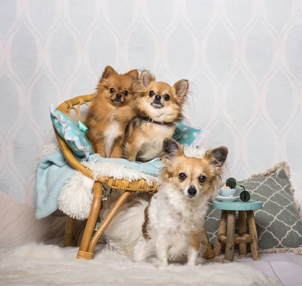 Chihuahua Spitz Dogs Sitting Chair Studio Portrait — Stock Photo, Image