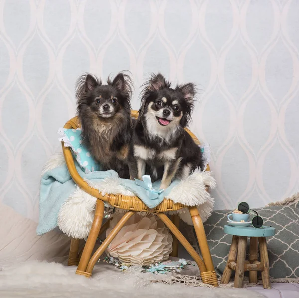 Chihuahua Pies Siedzi Krześle Studio Portret — Zdjęcie stockowe