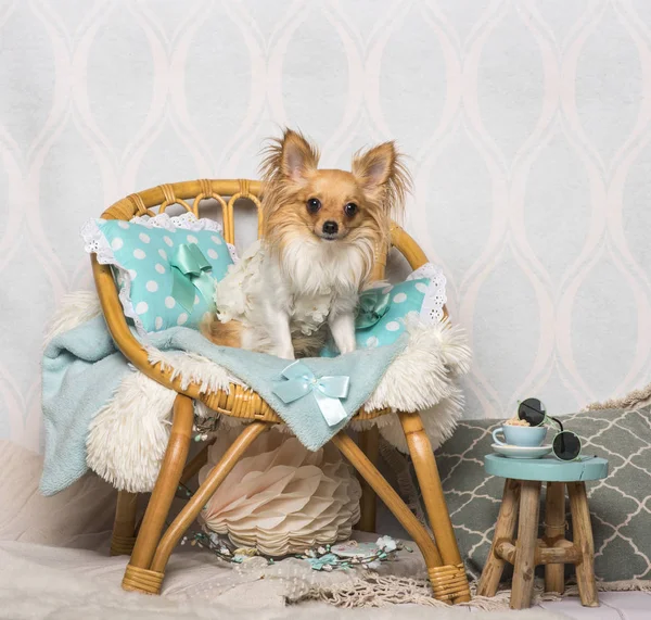 Chihuahua Pies Siedzi Krześle Studio Portret — Zdjęcie stockowe