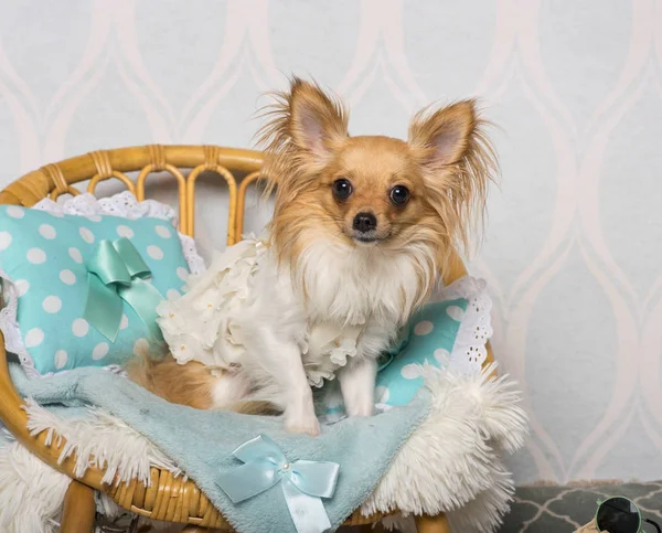 Chihuahua Pies Siedzi Krześle Studio Portret — Zdjęcie stockowe