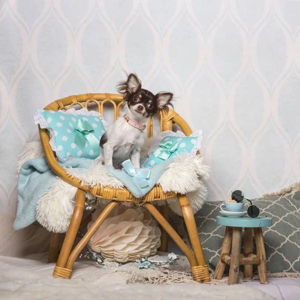 Chihuahua Köpek Studio Sandalyeye Oturmuş Portre — Stok fotoğraf