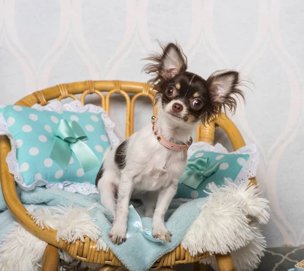 Chihuahua Köpek Studio Sandalyeye Oturmuş Portre — Stok fotoğraf