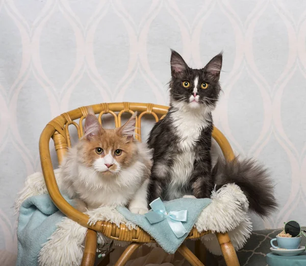 Maine Coon Cats Sitting Chair Studio Portrait — Stock Photo, Image