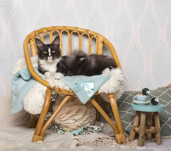 Maine Coon Katze Sitzt Auf Stuhl Atelier Porträt — Stockfoto