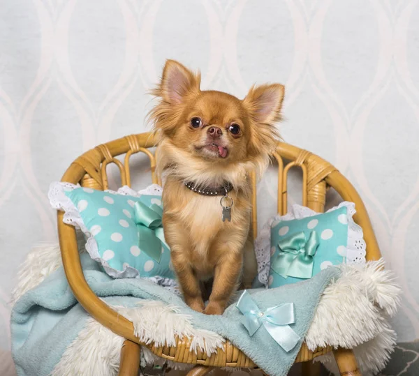 Chihuahua Cão Sentado Cadeira Estúdio Retrato — Fotografia de Stock