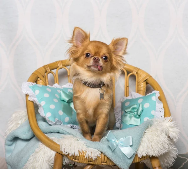 Cane Chihuahua Seduto Sulla Sedia Studio Ritratto — Foto Stock