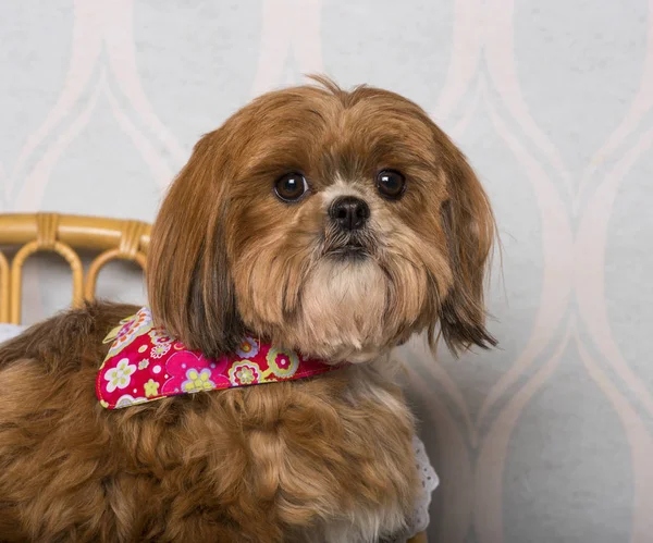 Shih Tzu dog in floral clothing sitting in domestic room, portrait