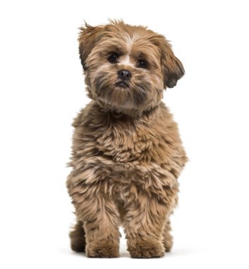 Lhasa apso köpek, 8 ay yaşlı, beyaz arka planı oturan