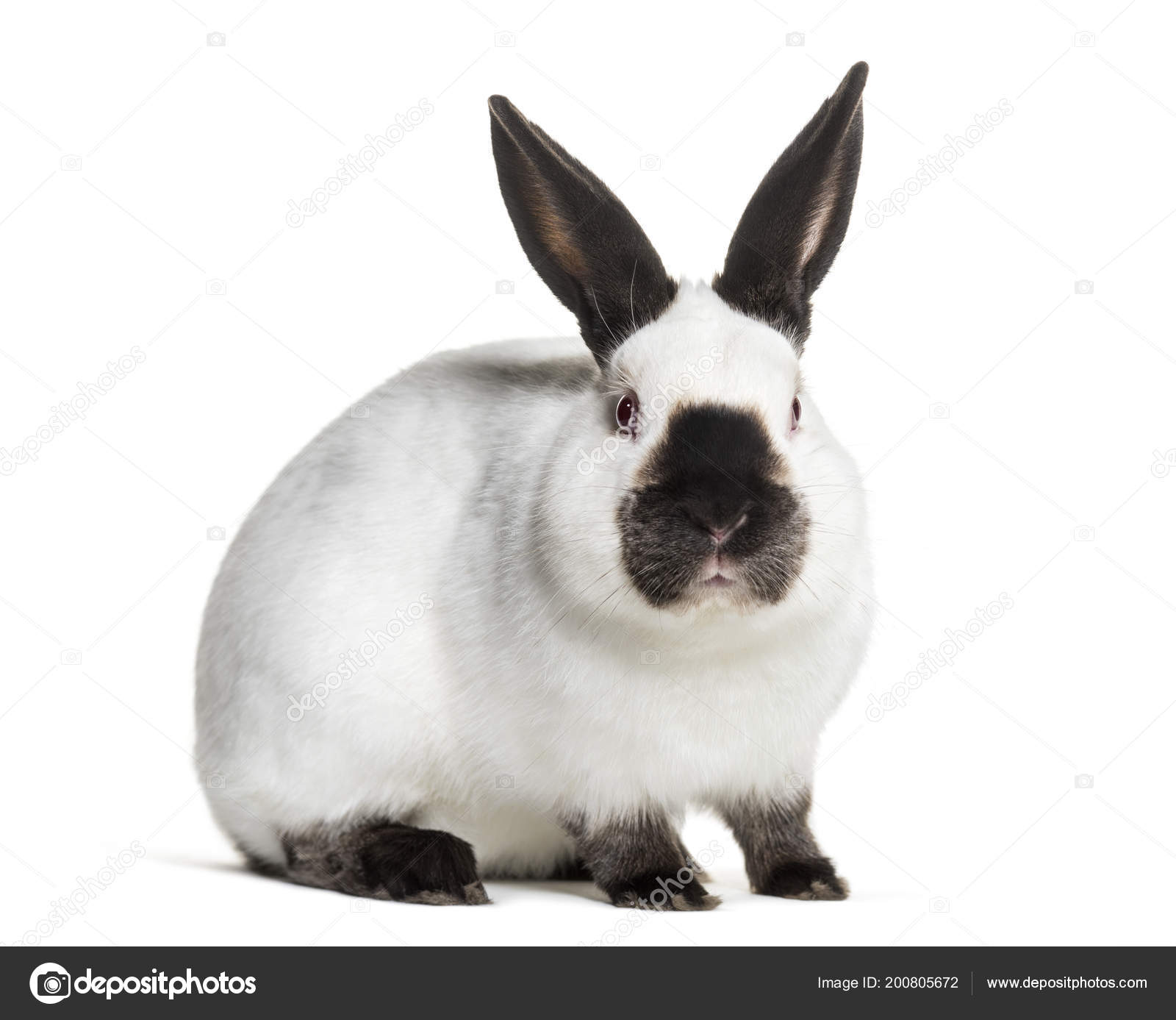 Russian Rabbit Sitting White Background Stock Photo by ©lifeonwhite 200805672