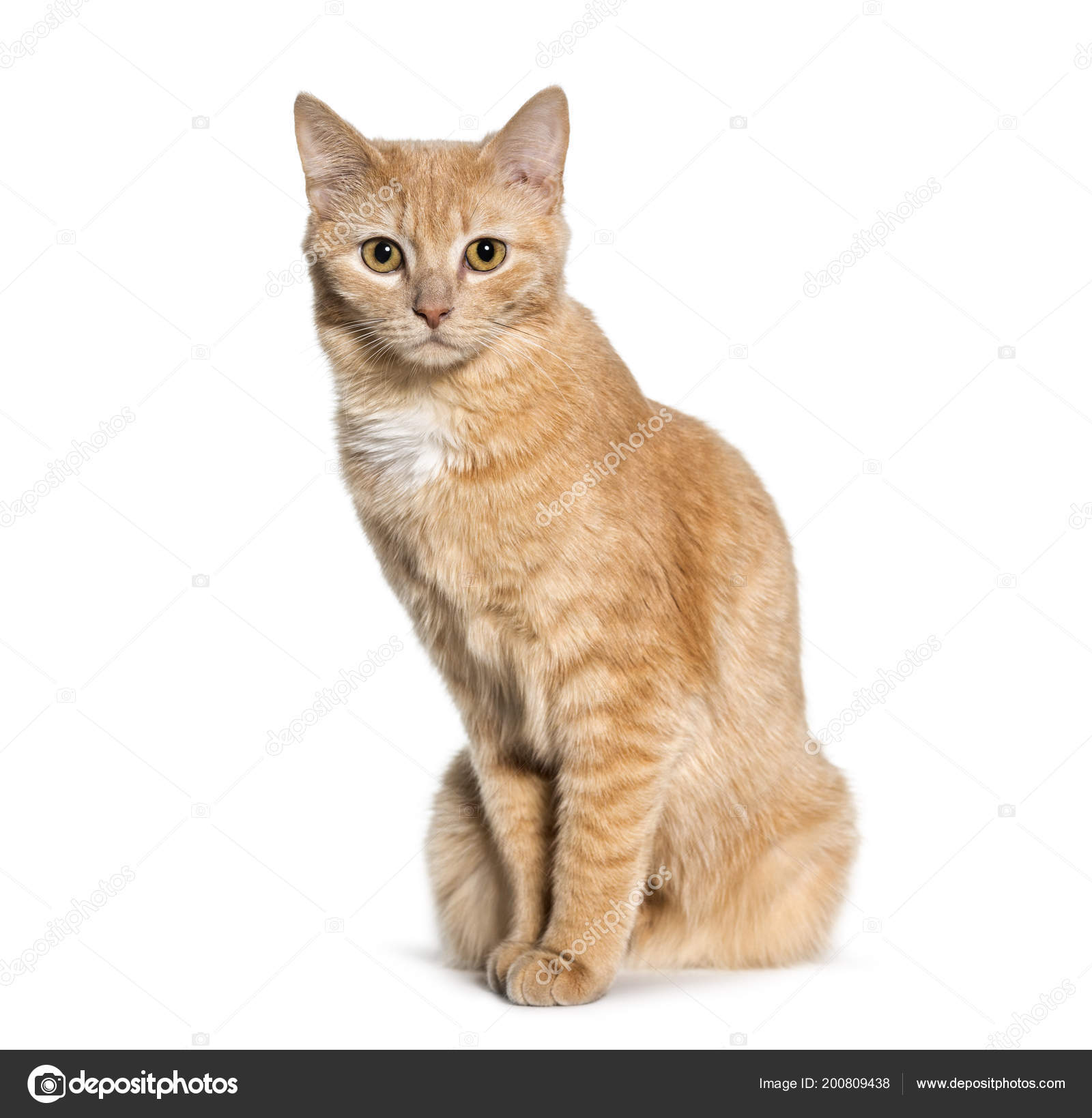 Blandet Katt Som Sitter Mot Hvit Bakgrunn – stockfoto © lifeonwhite  #200809438, image size:1600x1639