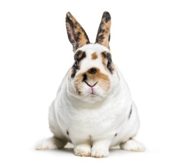 Rex Dalmaçyalı tavşan, beyaz arka planı oturan
