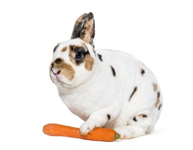 Rex Dalmatian Rabbit holding carrot against white background, sitting against white background clipart