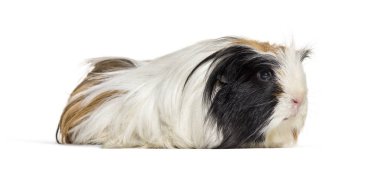 Coronet cavy, eskiden şiling şimdi domuz beyaz arka plan