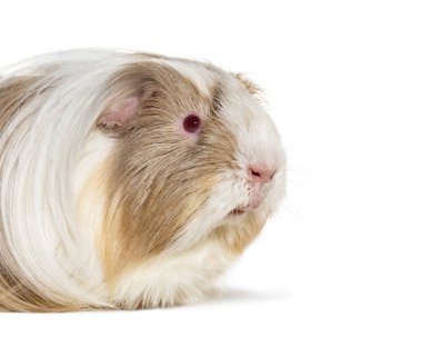 Coronet cavy, eskiden şiling şimdi domuz beyaz arka plan