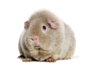 Beyaz arka plan karşı Teddy eskiden şiling şimdi domuz