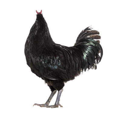 La Fleche tavuk ayakta beyaz bir arka plana dayanır