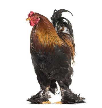 Brahma horoz, beyaz arka planı ayakta