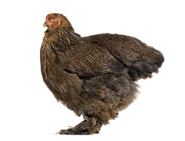 Brahma tavuk, karşı beyaz arka plan ayakta