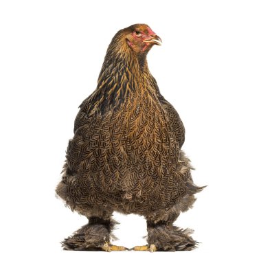 Brahma tavuk, karşı beyaz arka plan ayakta
