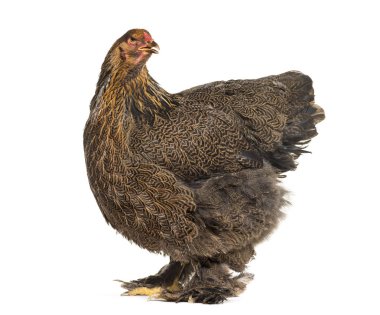 Brahma tavuk, karşı beyaz arka plan ayakta