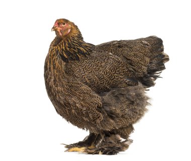 Brahma tavuk, karşı beyaz arka plan ayakta