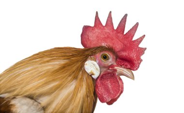 Beyaz bir arka plana dayanır tavuk