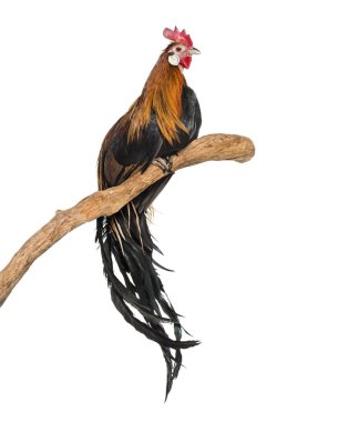 Phoenix tavuk, tavuk, uzun kuyruklu, beyaz arka plan karşı Alman bir cins