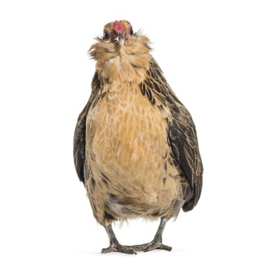 Barbu de Grubbe tavuk, karşı beyaz arka plan ayakta