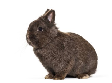 Dwarf rabbit, sitting against white background clipart