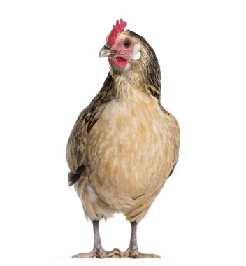 Bassette Liegeoise ayakta beyaz bir arka plana dayanır