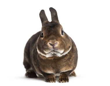 Rex Rabbit beyaz arka plan