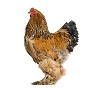 Brahma horoz ayakta beyaz bir arka plana dayanır