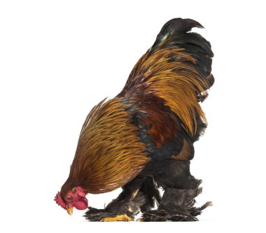 Brahma horoz, beyaz arka planı ayakta