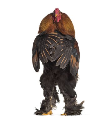 Brahma horoz, beyaz arka planı ayakta