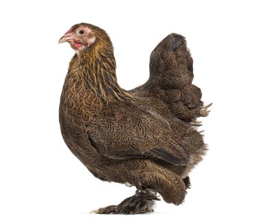 Brahma tavuk, karşı beyaz arka plan ayakta