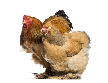 Brahma hen and rooster, standing against white background clipart