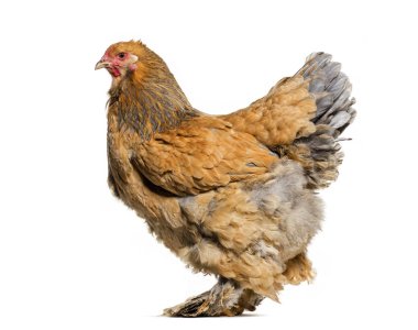 Brahma tavuk, karşı beyaz arka plan ayakta