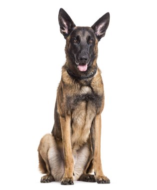 Malinois köpek, 22 ay yaşlı, beyaz arka planı oturan