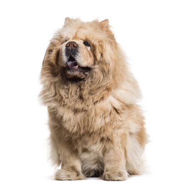 Chow chow köpek, 8 yıl eski, beyaz arka planı oturan