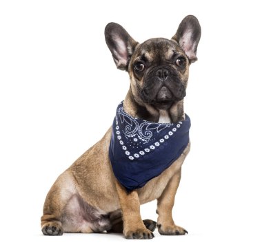 Fransız buldozer, 6 ay yaşlı, beyaz arka planı oturan