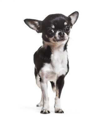 Chihuahua köpek, 3 yıl yaşlı, beyaz arka planı ayakta