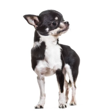 Chihuahua köpek, 3 yıl yaşlı, beyaz arka planı ayakta