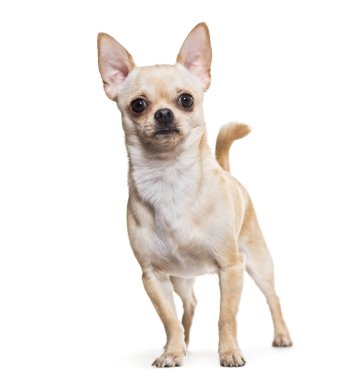 Chihuahua köpek, 14 ay yaşlı, beyaz arka planı ayakta